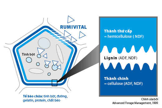 RUMIVITAL RUMIVITAL