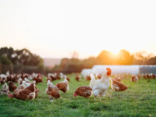 Hühner im Freiland Hühner im Freiland